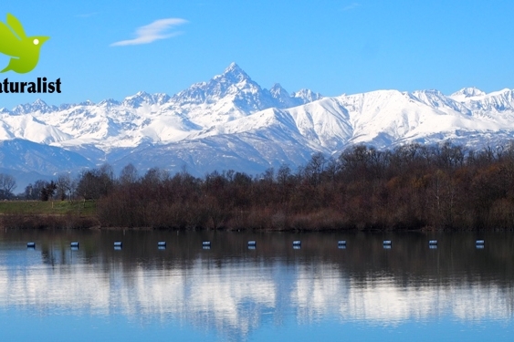 iimagine del monviso innevato che si riflette nel lago di cava della riserva Fontane; sulla sponda del lago alberi in tenuta autunnale. cielo azzurro. in altro a sinistra il logo di iNaturalist