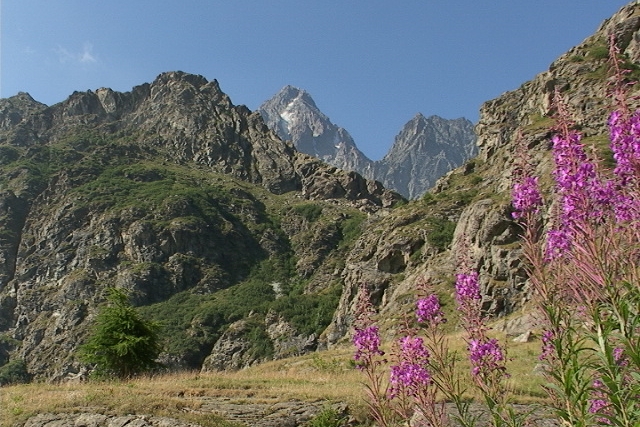 un'immagine montata con in primo piano a destra fiori  fucsia