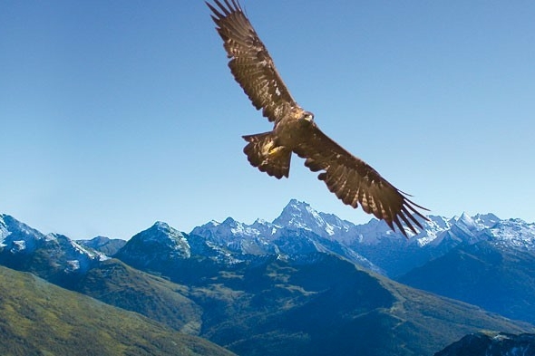 un'aquila in volo sopra un ambiente montano