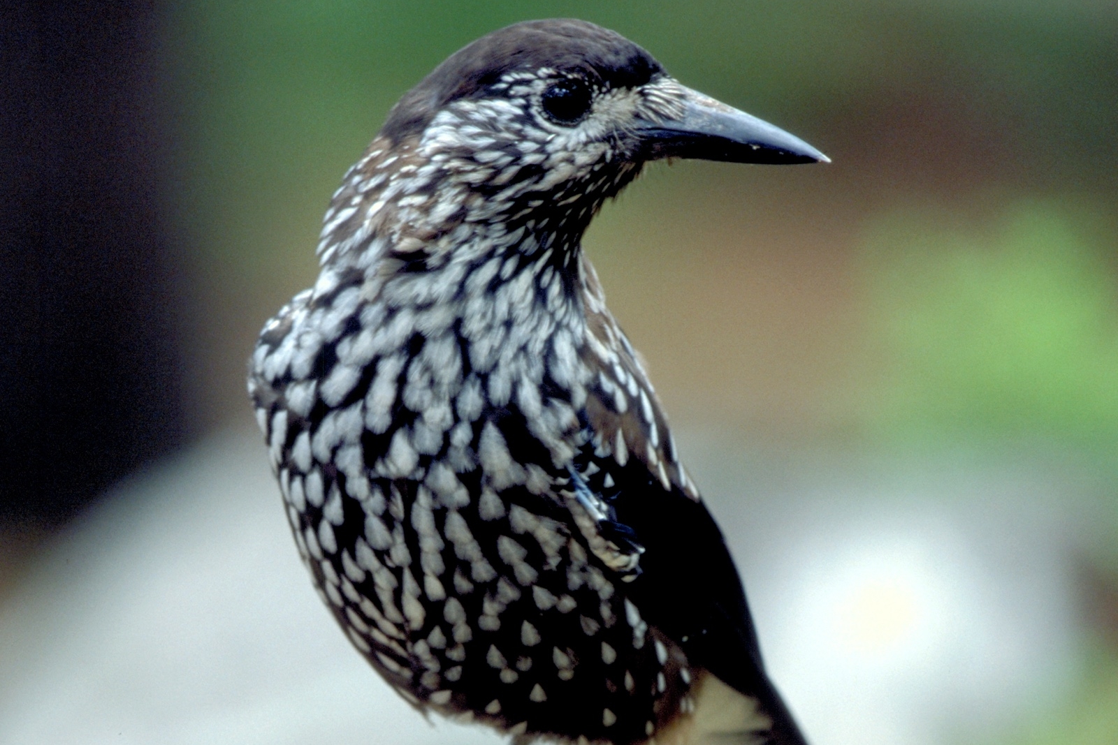 primo piano su una nocciolaia con il muso di profilo che mette in evidenza il suo becco grigio
