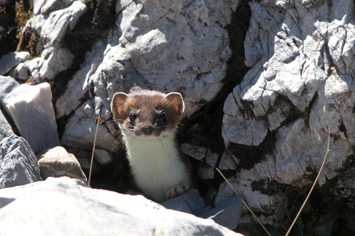 immagine di un ermellino in tenuta estiva (manto marrone, bianco sul ventre, che sbuca da delle rocce