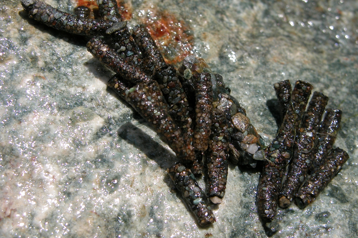 immagine di numerosi foderi di tricotteri (piccoli cilindri composti da sabbia e pietruzze che i tricotteri usano come riparo) su una roccia