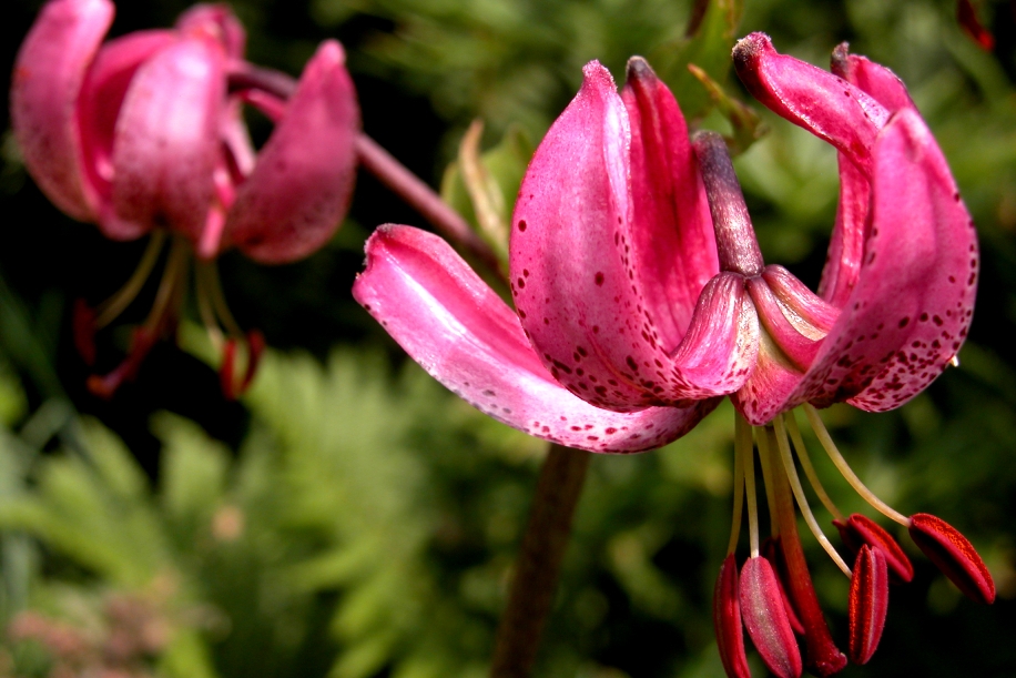 due gigli martagoni fucsia, grandi fiori con petali incurvati e pistilli ben visibili