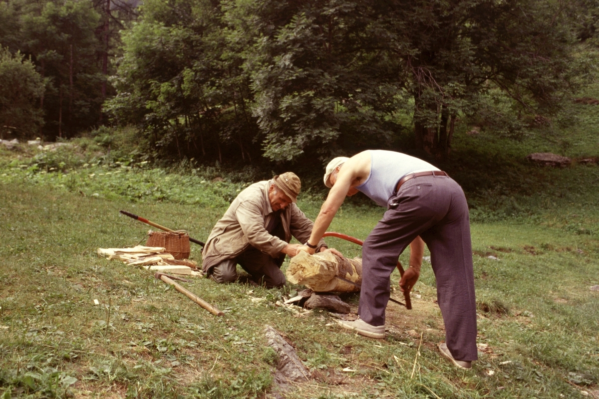 Due uomini anziani in un prato segano a mano un tronco. sullo sfondo un bosco