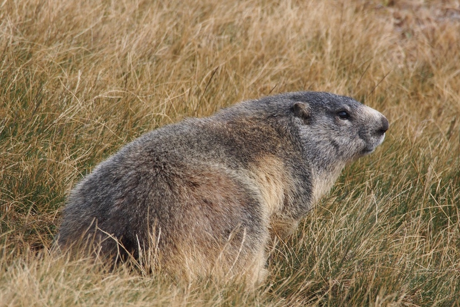 Una marmotta fotografata tra erba di colore tendente al giallo