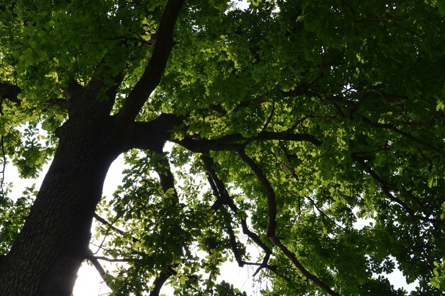 La chioma di un albero: immagine scattata dal basso verso l'alto con il tronco in primo piano