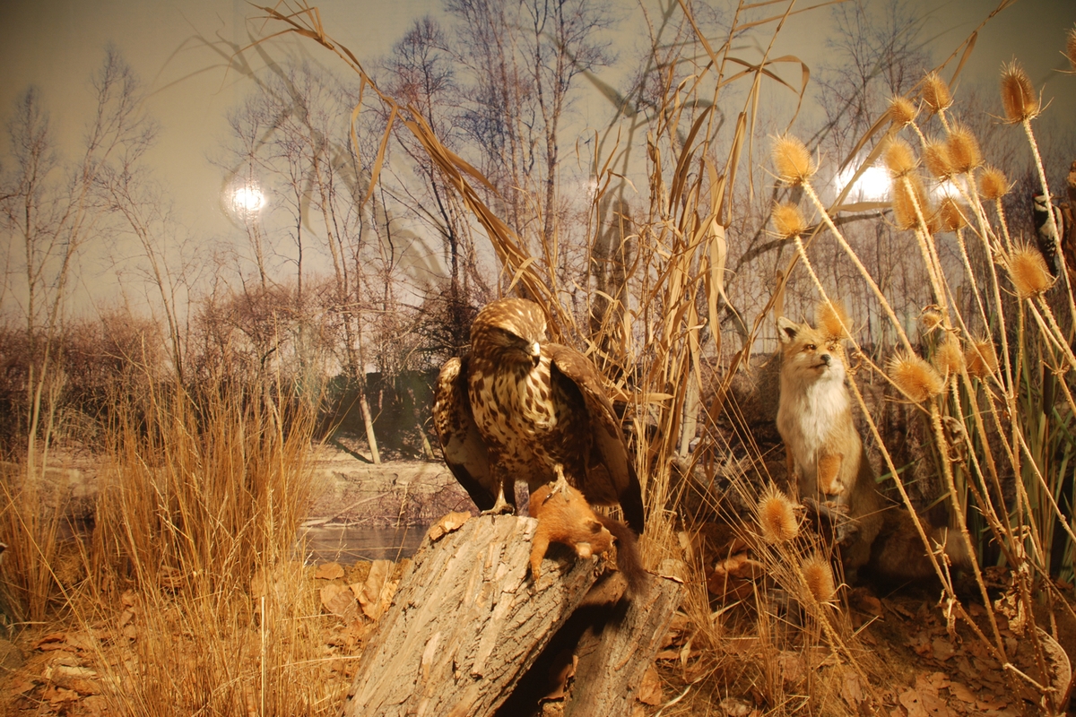 Uno dei diorami del Museo del Fiume Po a Revello: due animali impagliati in un contesto naturale, un'aquila con una preda e una volpe