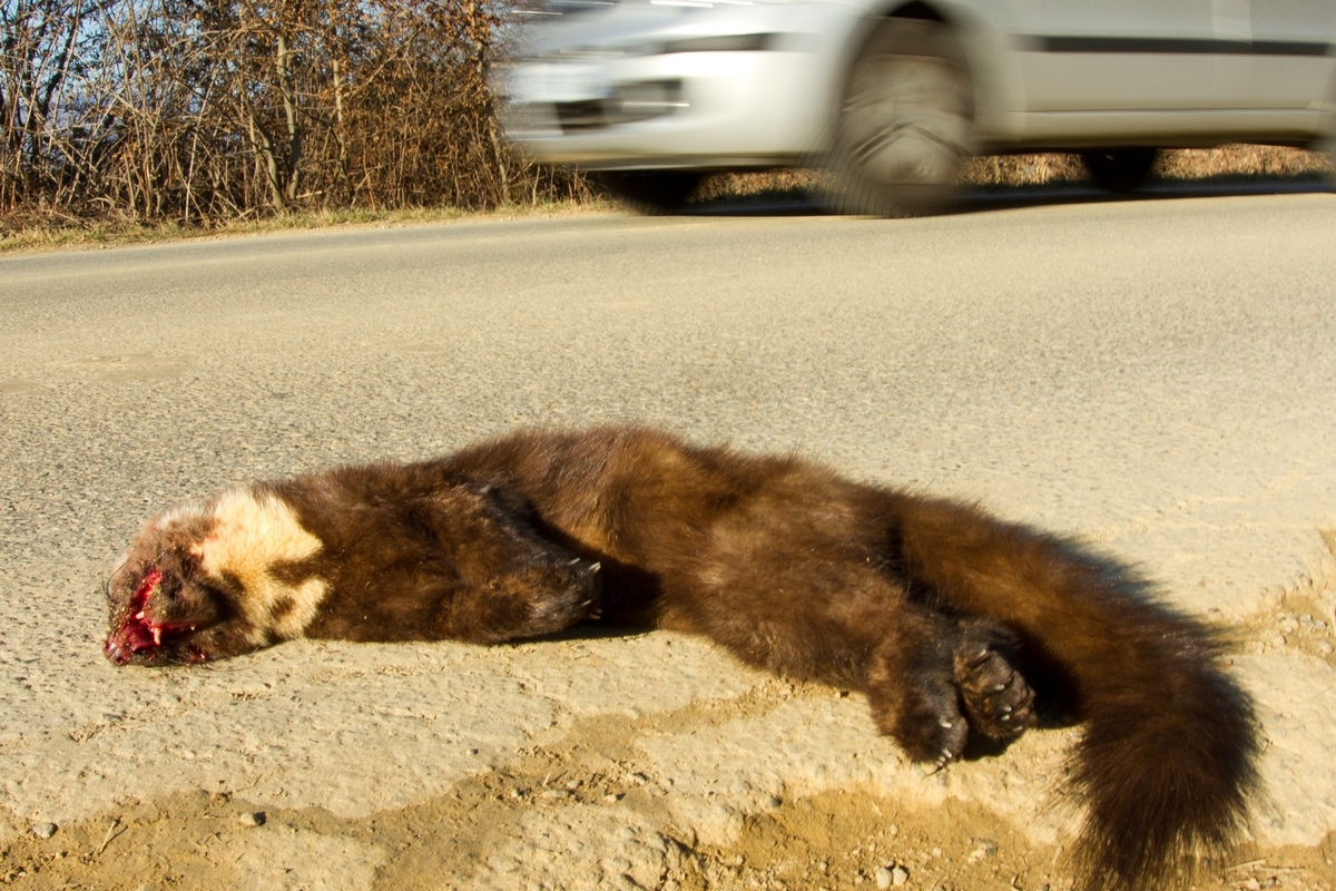 una martora investita sulla strada