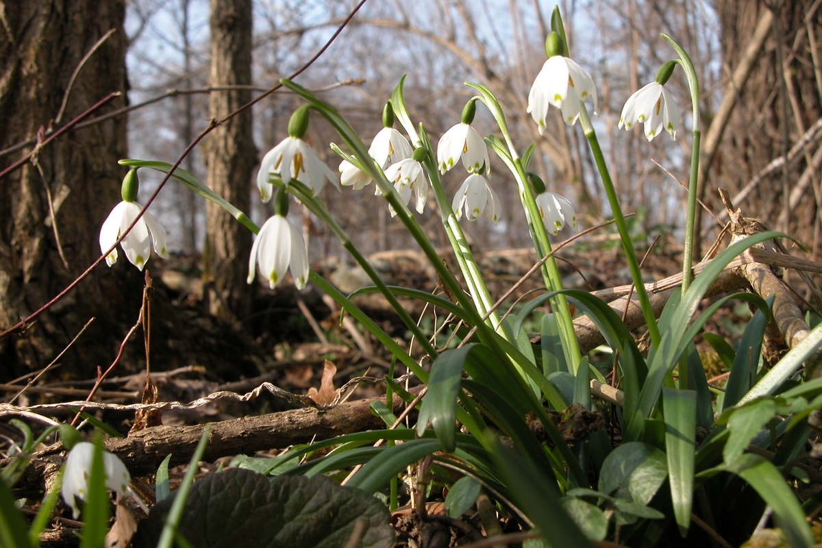 Immagine con descrizione mancante