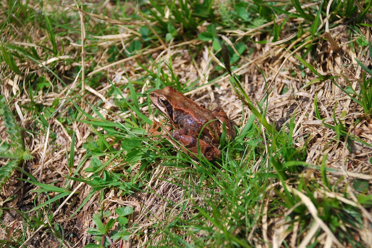 una rata temporaria in una prato