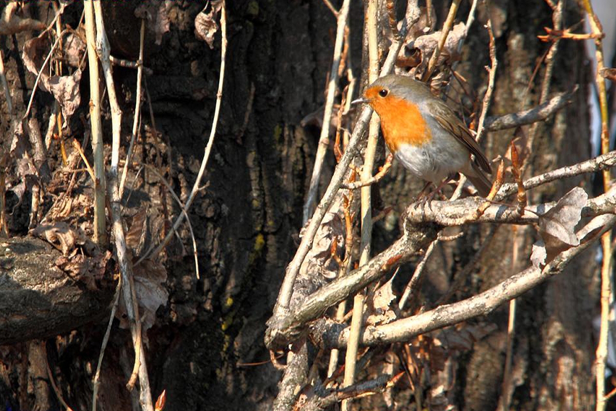 Immagine con descrizione mancante