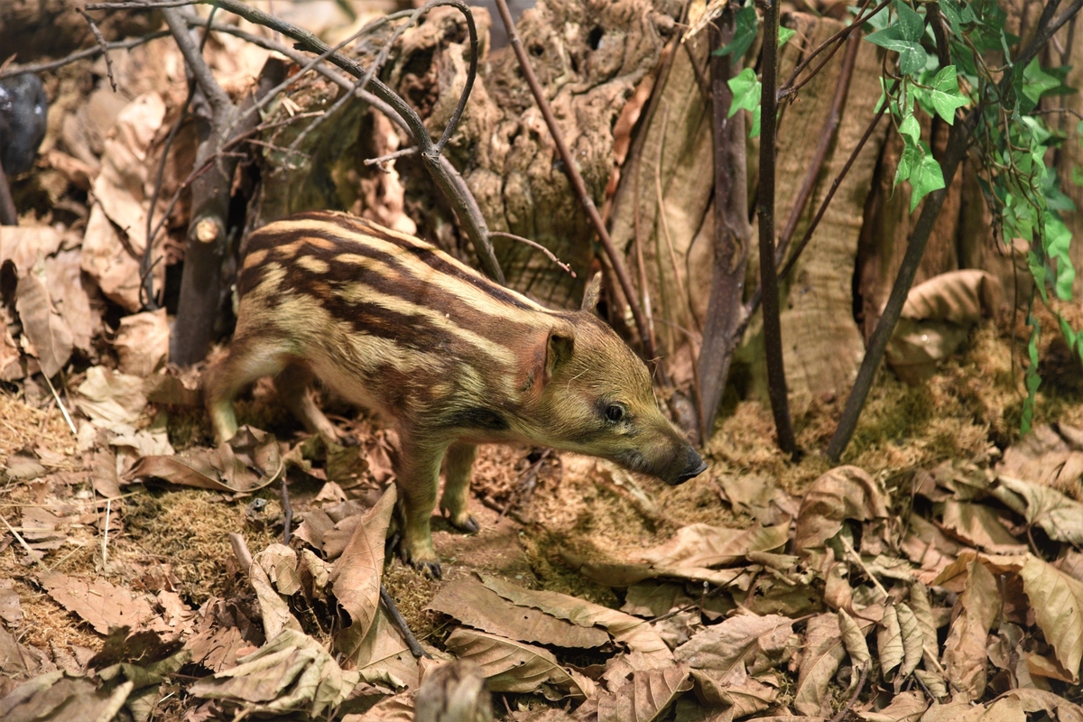 Immagine con descrizione mancante