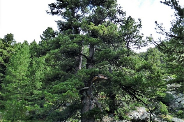 “primo piano su un esemplare di pino cembro monumentale